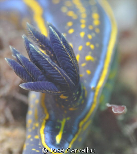 Nudibranch in a "muckdive", in Cascais, Portugal. by José Carvalho 